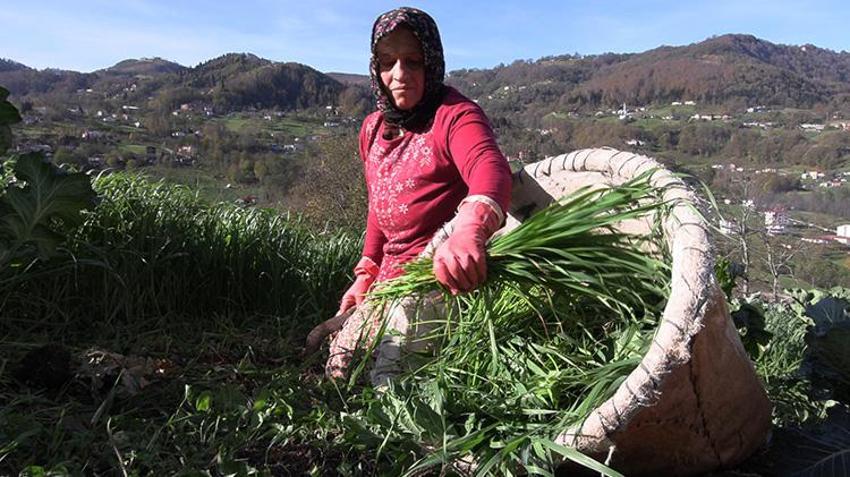 Trabzonsporlu kadınların zorlu maç günü mesaisi! Otlar biçildi, hayvanlar beslendi, yemek yapıldı: Sırada maç keyfi var