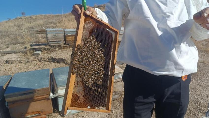 Adıyaman'da üretim sezonu bitti, bu yıl 650 ton üretildi! Üreticilerden çok önemli uyarı: 'Zehre dönüşür'