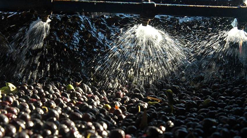Zeytin sıkımından çıkan gübreli su tarım arazilerine geri dönüyor! 200 bin metreküp 'Altın Su' ile üreticinin maliyeti düşecek