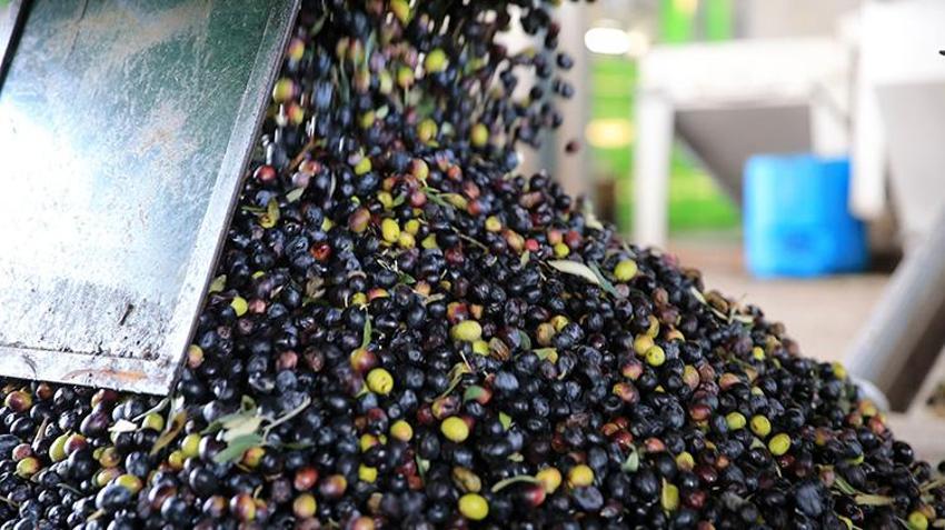 Zeytin sıkımından çıkan gübreli su tarım arazilerine geri dönüyor! 200 bin metreküp 'Altın Su' ile üreticinin maliyeti düşecek