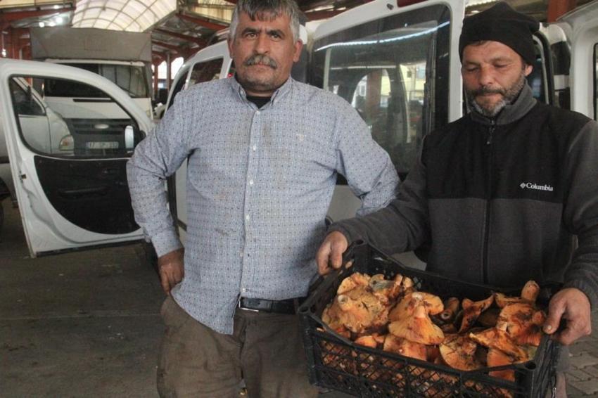 Duyan Kaz Dağları'na akın ediyor! Köylünün geçim kapısı oldu! Kilosu 100 TL'den satılıyor