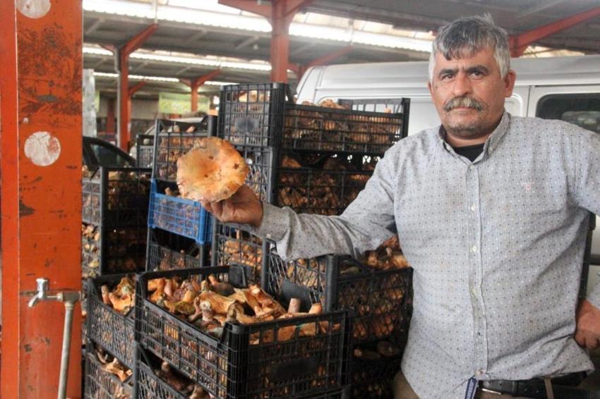 Duyan Kaz Dağları'na akın ediyor! Köylünün geçim kapısı oldu! Kilosu 100 TL'den satılıyor