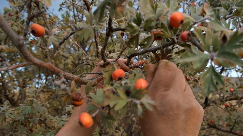 Ormanlık alanlarda ve vadi kenarlarında yetişiyor! Aydın'da şifa kaynağı ürün büyük ilgi görüyor