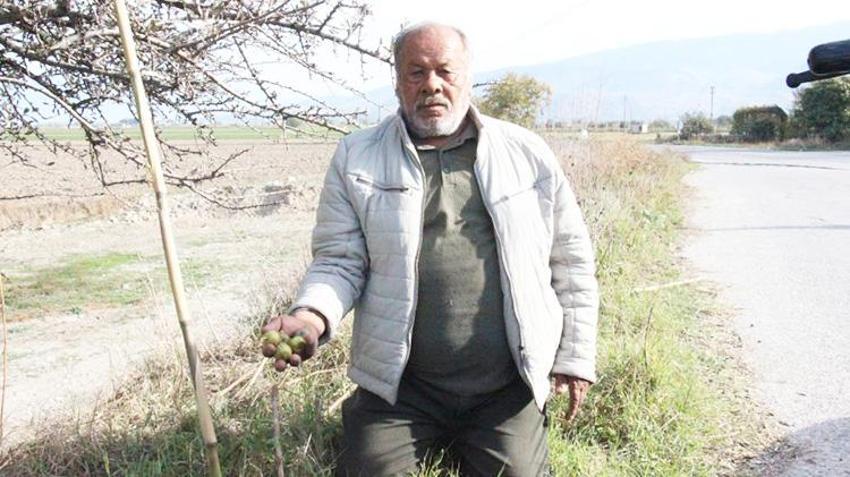 Ormanlık alanlarda ve vadi kenarlarında yetişiyor! Aydın'da şifa kaynağı ürün büyük ilgi görüyor