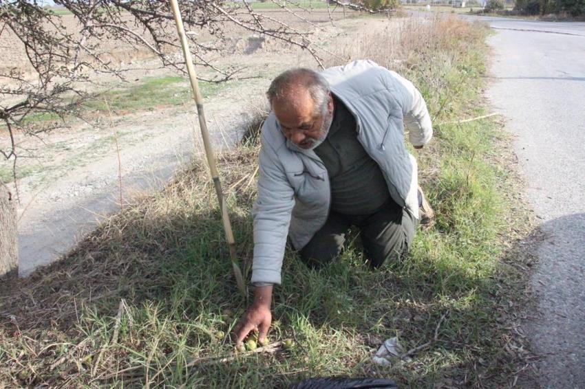 Ormanlık alanlarda ve vadi kenarlarında yetişiyor! Aydın'da şifa kaynağı ürün büyük ilgi görüyor