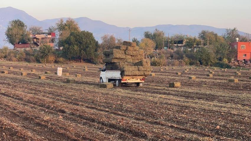 Hasat sezonu tamamlandı ama tarlada mesai bitmedi! Çöpünü bile değerlendiriyorlar: Bol süt veriyor diye hayvan yemi yaptılar