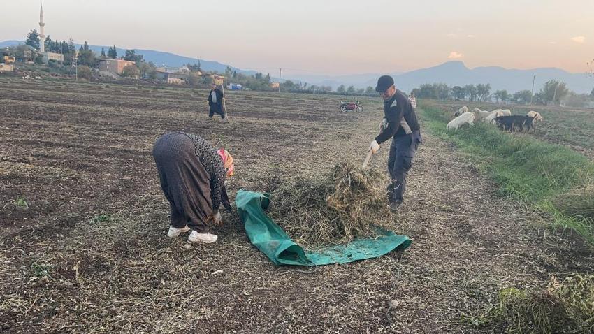Hasat sezonu tamamlandı ama tarlada mesai bitmedi! Çöpünü bile değerlendiriyorlar: Bol süt veriyor diye hayvan yemi yaptılar