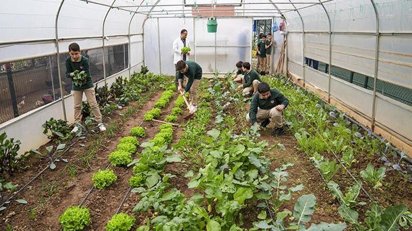İstanbul'da böyle okul yok! Öğrenciler tavuk besleyip meyve sebze hasat ediyorlar