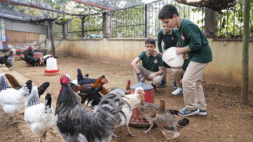 İstanbul'da böyle okul yok! Öğrenciler tavuk besleyip meyve sebze hasat ediyorlar