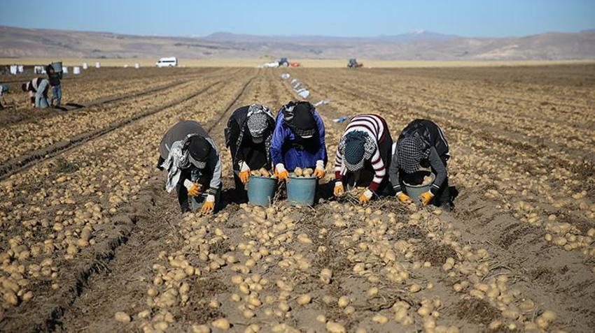 Süphan Dağı'nın Eteklerinde Bitlis'in altın hasadı devam ediyor! Tarladan çıkmadan ihraç ediliyor, çiftçi bayram etti