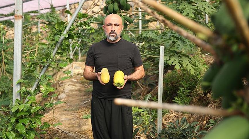 Alanya'da çiftçi tropikal meyveyi bahçesine ekti, 30 yıllık üretimi 5 yılda aldı! Birinci yılında meyve vermeye başlıyor: Yurt dışından bile talep görüyor