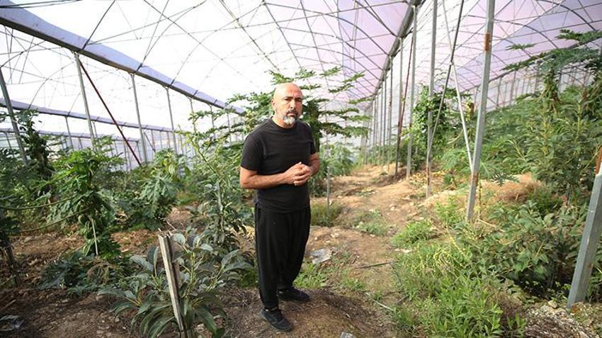 Alanya'da çiftçi tropikal meyveyi bahçesine ekti, 30 yıllık üretimi 5 yılda aldı! Birinci yılında meyve vermeye başlıyor: Yurt dışından bile talep görüyor