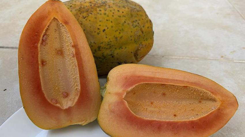 Alanya'da çiftçi tropikal meyveyi bahçesine ekti, 30 yıllık üretimi 5 yılda aldı! Birinci yılında meyve vermeye başlıyor: Yurt dışından bile talep görüyor