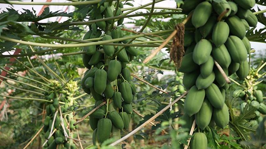 Alanya'da çiftçi tropikal meyveyi bahçesine ekti, 30 yıllık üretimi 5 yılda aldı! Birinci yılında meyve vermeye başlıyor: Yurt dışından bile talep görüyor