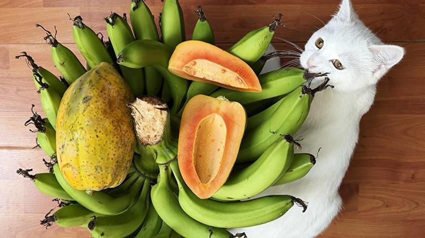 Alanya'da çiftçi tropikal meyveyi bahçesine ekti, 30 yıllık üretimi 5 yılda aldı! Birinci yılında meyve vermeye başlıyor: Yurt dışından bile talep görüyor