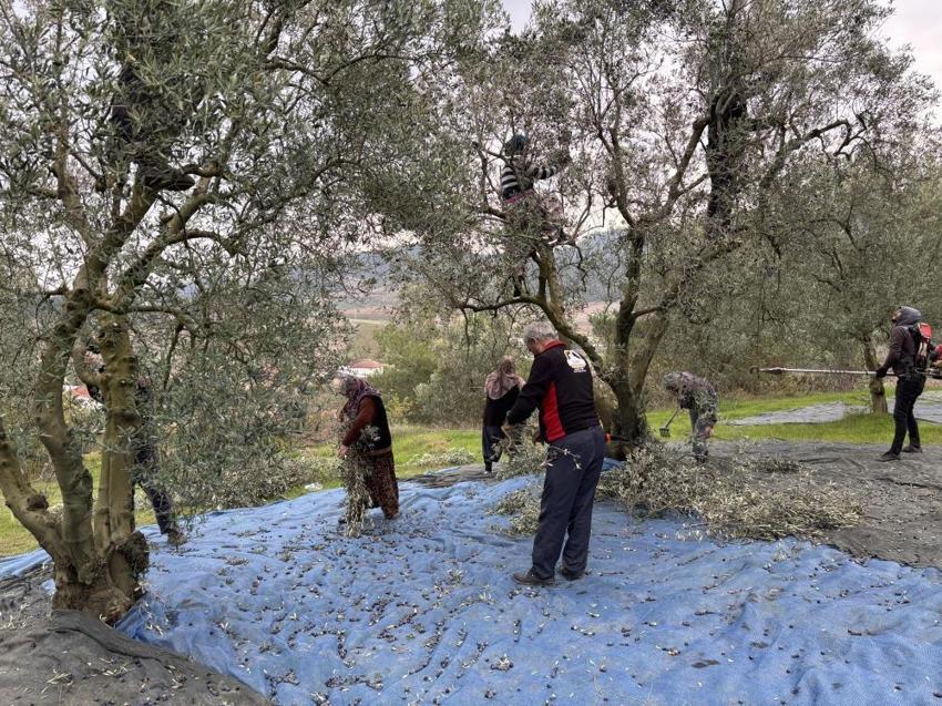 Osmaneli zeytininde hasat yağlık çıkmadı, mazot ve gübre çiftçiyi resmen 'duman' etti! Üretici isyanda Tarlada 160, markette 500 lira