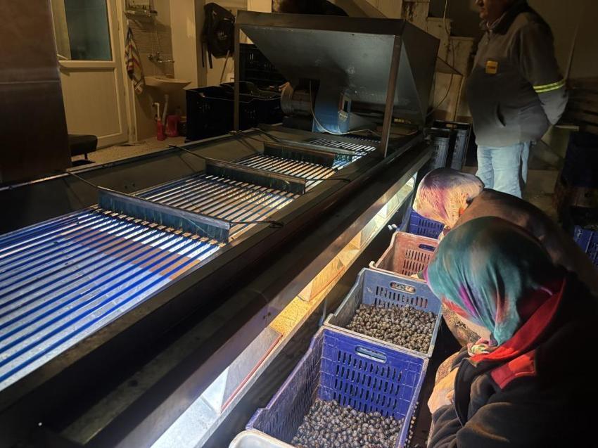 Osmaneli zeytininde hasat yağlık çıkmadı, mazot ve gübre çiftçiyi resmen 'duman' etti! Üretici isyanda Tarlada 160, markette 500 lira