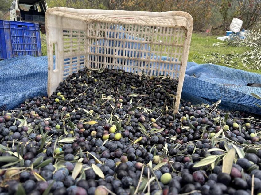 Osmaneli zeytininde hasat yağlık çıkmadı, mazot ve gübre çiftçiyi resmen 'duman' etti! Üretici isyanda Tarlada 160, markette 500 lira