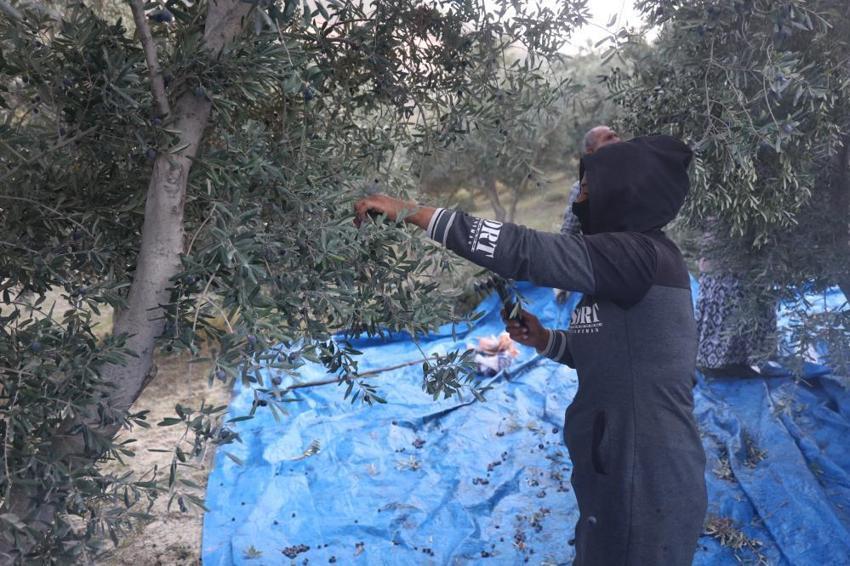 Hatay'da hasat devam ederken acı tablo ortaya çıktı! Geçen yıl 2 ton çıktı bu yıl yarısı bile yok