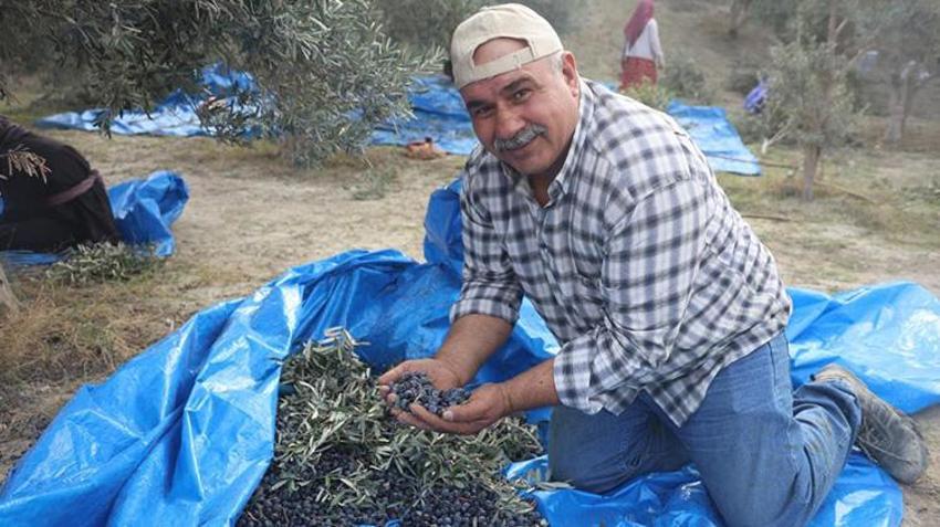 Hatay'da hasat devam ederken acı tablo ortaya çıktı! Geçen yıl 2 ton çıktı bu yıl yarısı bile yok