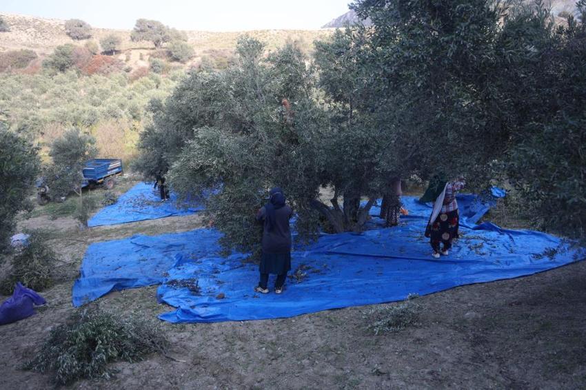Hatay'da hasat devam ederken acı tablo ortaya çıktı! Geçen yıl 2 ton çıktı bu yıl yarısı bile yok