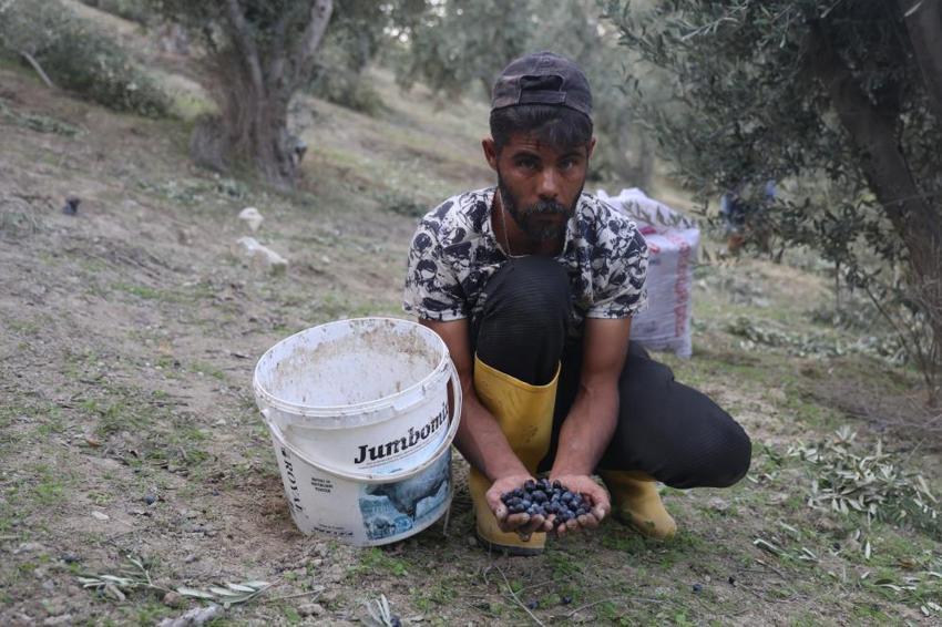 Hatay'da hasat devam ederken acı tablo ortaya çıktı! Geçen yıl 2 ton çıktı bu yıl yarısı bile yok