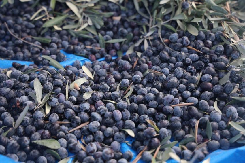 Hatay'da hasat devam ederken acı tablo ortaya çıktı! Geçen yıl 2 ton çıktı bu yıl yarısı bile yok