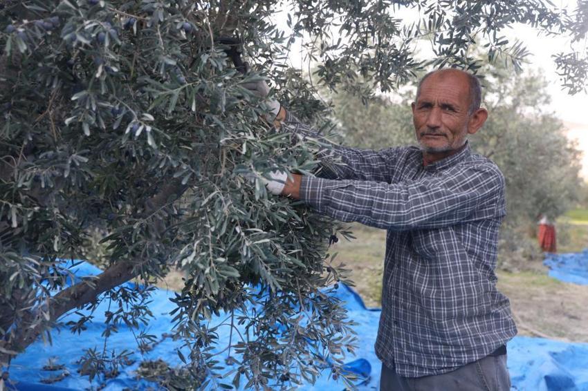 Hatay'da hasat devam ederken acı tablo ortaya çıktı! Geçen yıl 2 ton çıktı bu yıl yarısı bile yok