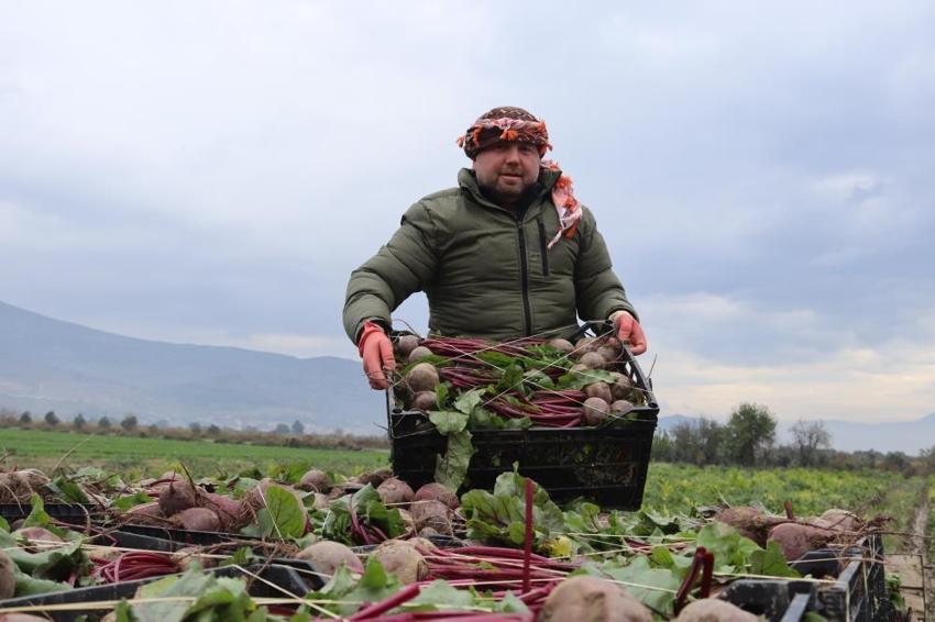 Menemen'de kırmızı elmas hasadı başladı! Binbir zahmetle toplanıyor! Tarladan çıkıp pazarda 4 katına satılıyor