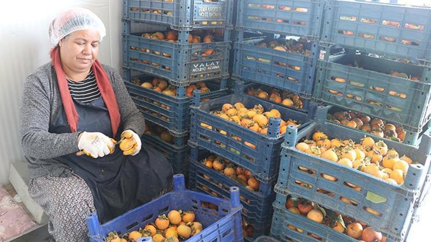 İşsiz kaldı, 145 bin TL hibe ile işe başladı: Adanalı kadın girişimci, 6 yılda tesisini dev üretim merkezine dönüştürdü: 30 kişiye istihdam sağlıyor, Kanada'ya ihraç ediyor