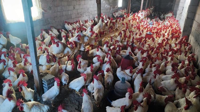 Hobi olarak başladı, 3 yılda kazanca çevirdi! Tanesini 500 liraya satıyor