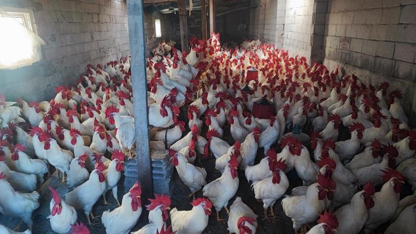 Hobi olarak başladı, 3 yılda kazanca çevirdi! Tanesini 500 liraya satıyor