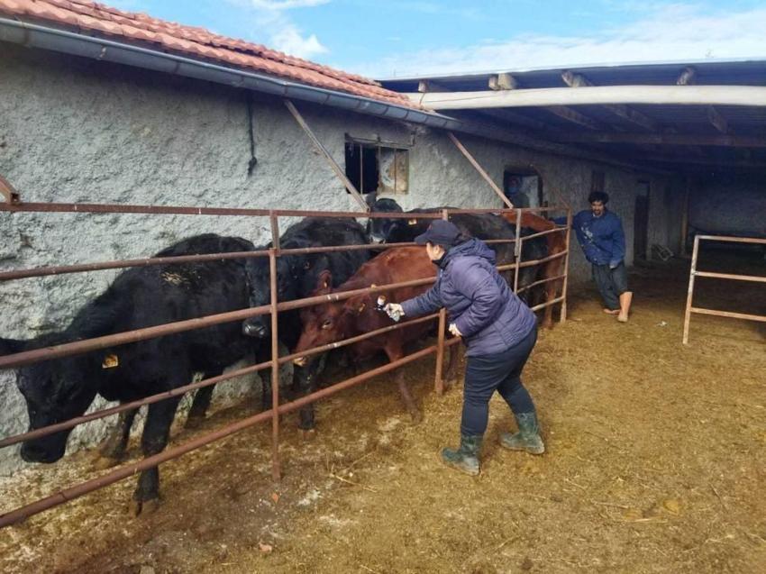 Konya'da sayısı hızla arttı: 1 ilçede sayısı binleri geçti