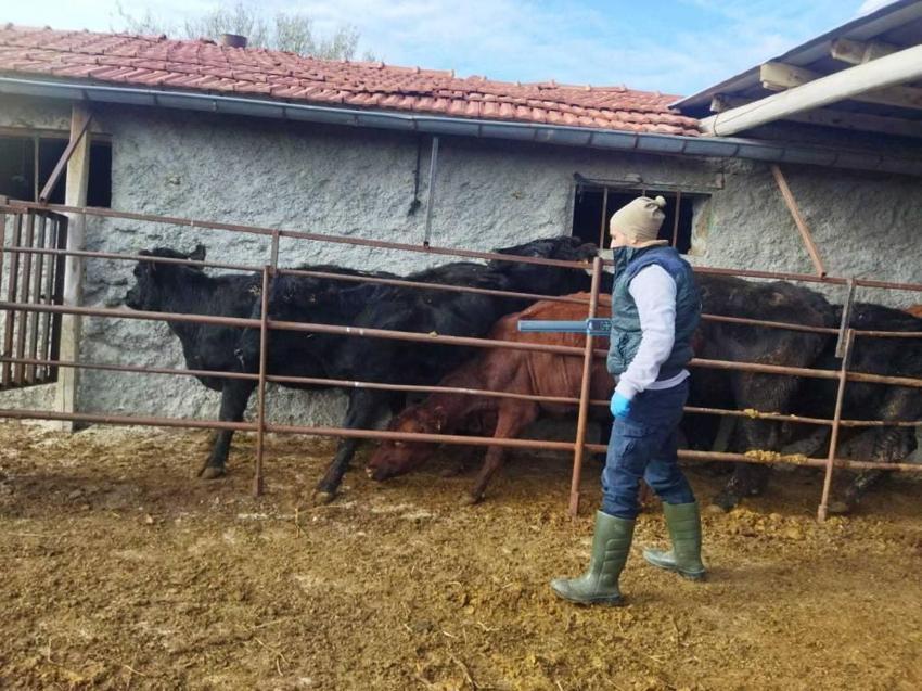 Konya'da sayısı hızla arttı: 1 ilçede sayısı binleri geçti