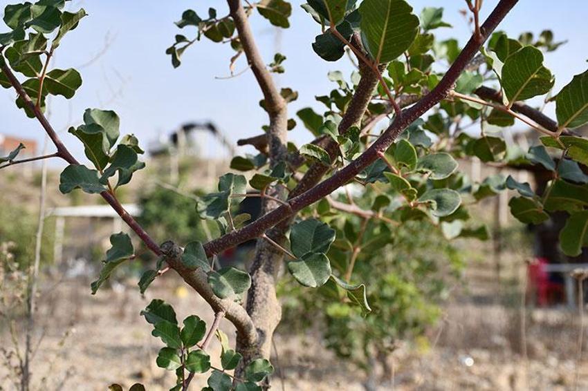 Adana'da mühendis emekli olunca yaptı! 2 bin tane birden ekti, şimdi fabrikasını kuracak