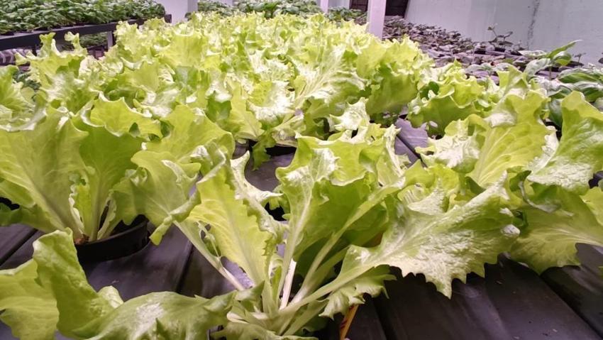 Batman'da 35 günlük fark yarattı: Yeraltında üretiliyor! Bölgede ilk oldu, 6 katı aştı