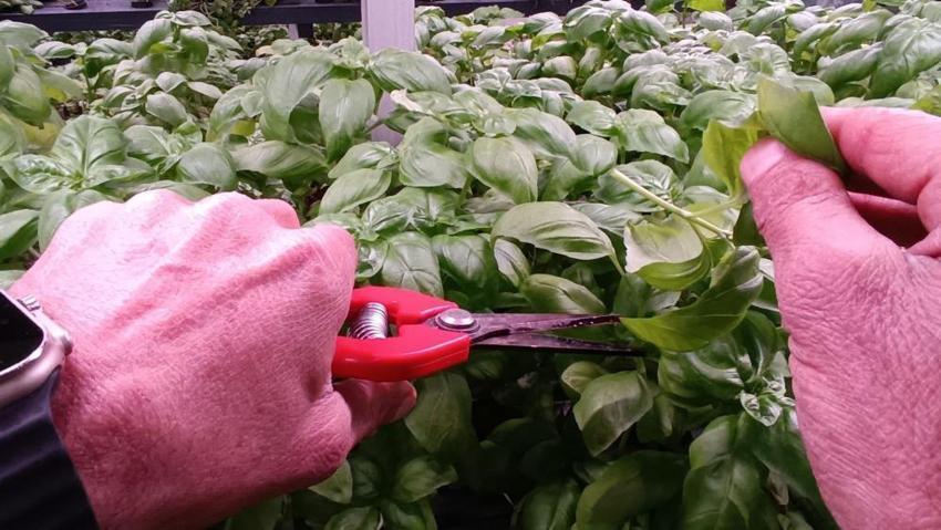 Batman'da 35 günlük fark yarattı: Yeraltında üretiliyor! Bölgede ilk oldu, 6 katı aştı