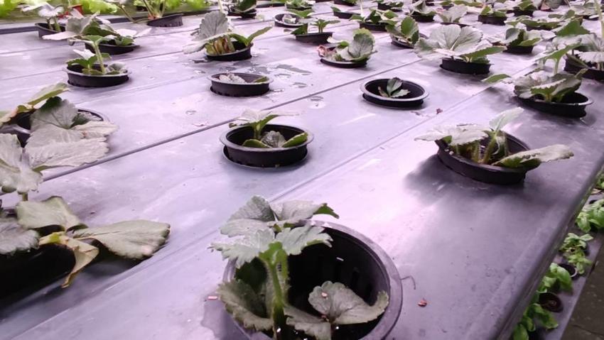 Batman'da 35 günlük fark yarattı: Yeraltında üretiliyor! Bölgede ilk oldu, 6 katı aştı