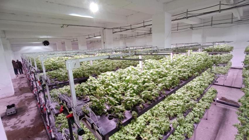 Batman'da 35 günlük fark yarattı: Yeraltında üretiliyor! Bölgede ilk oldu, 6 katı aştı