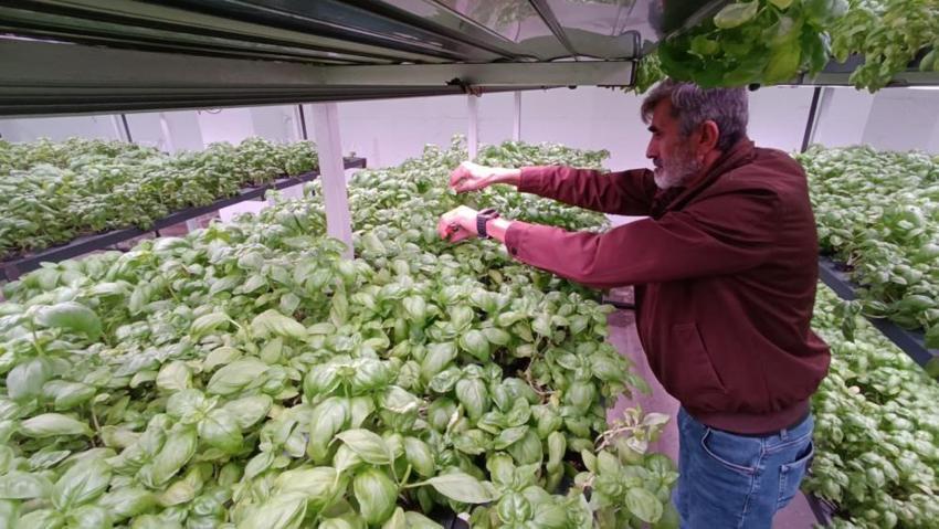 Batman'da 35 günlük fark yarattı: Yeraltında üretiliyor! Bölgede ilk oldu, 6 katı aştı