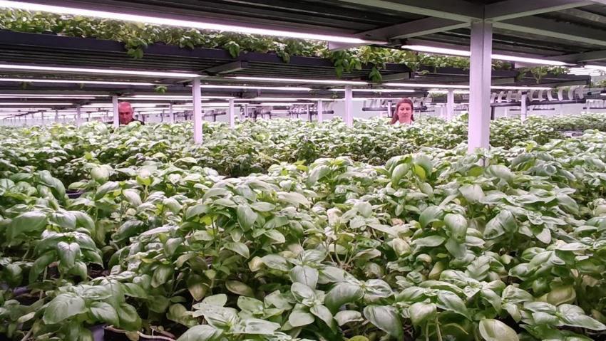 Batman'da 35 günlük fark yarattı: Yeraltında üretiliyor! Bölgede ilk oldu, 6 katı aştı