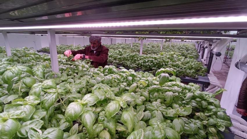 Batman'da 35 günlük fark yarattı: Yeraltında üretiliyor! Bölgede ilk oldu, 6 katı aştı