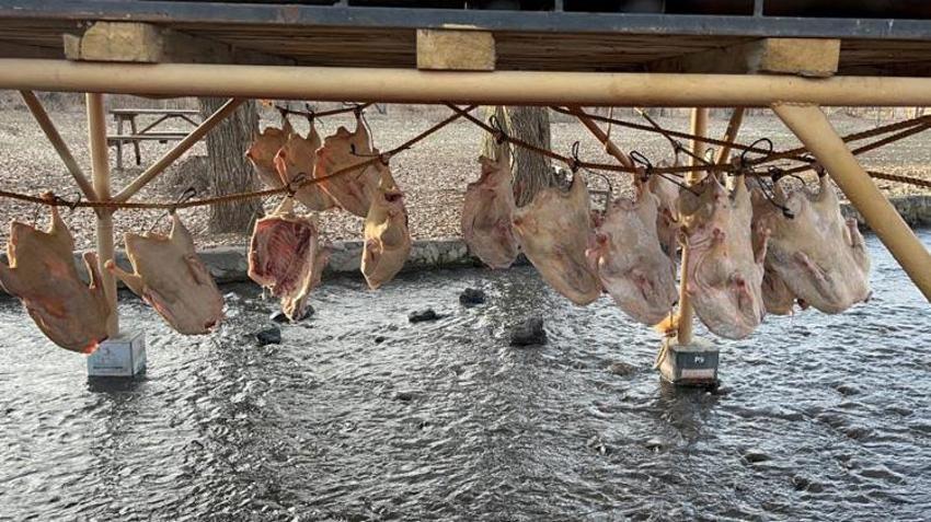 Kars'ın kar altındaki hazinesi: Kilosu 2 bin liradan satılıyor! Kurutma işlemi 30 gün sürüyor