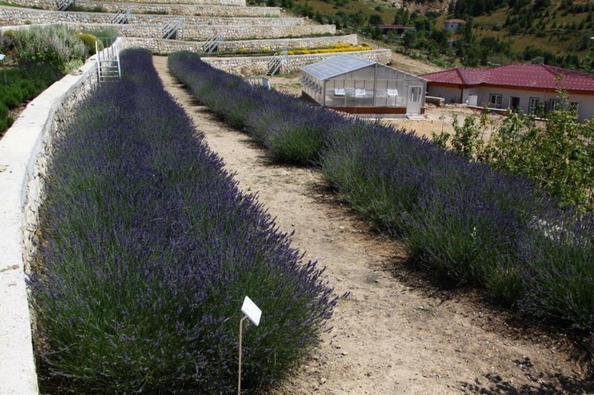Aromatik bitkide Türkiye rekoru! Eskişehir'de sayısı belli oldu