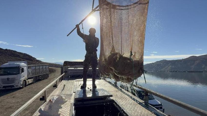 Tokat'tan Sinop'a, oradan da Avrupa ve Uzak Doğu'ya satıyorlar! Üreticinin kazancı kat kat arttı