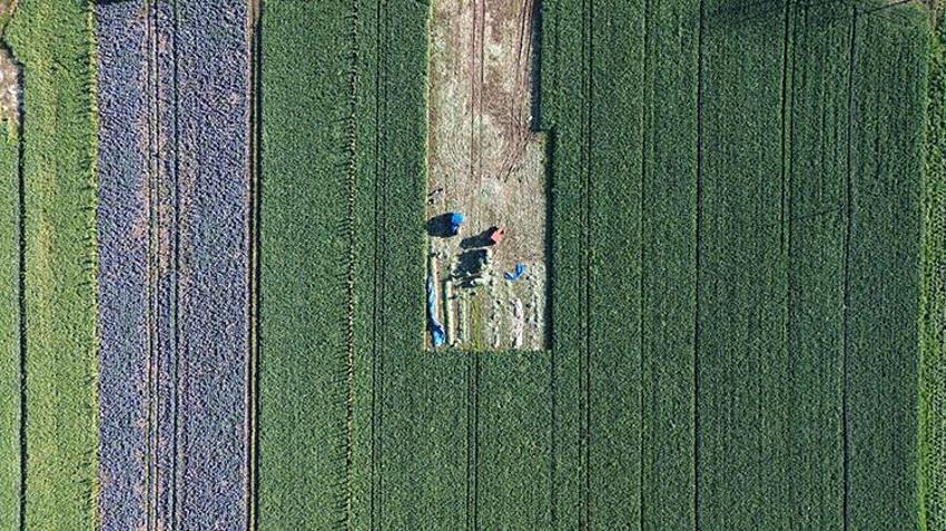 Bafra Ovası’nda hasat başladı, rekolte havasına bağlı: Soğuk gelirse 40 bin tona çıkacak!