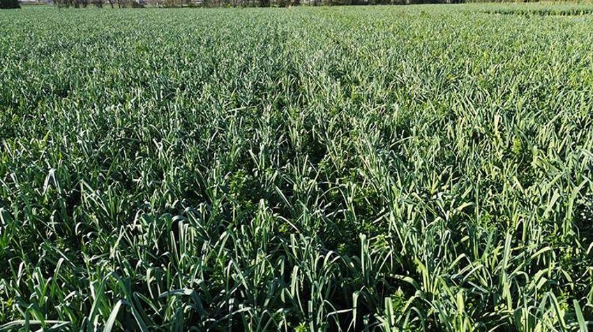 Bafra Ovası’nda hasat başladı, rekolte havasına bağlı: Soğuk gelirse 40 bin tona çıkacak!