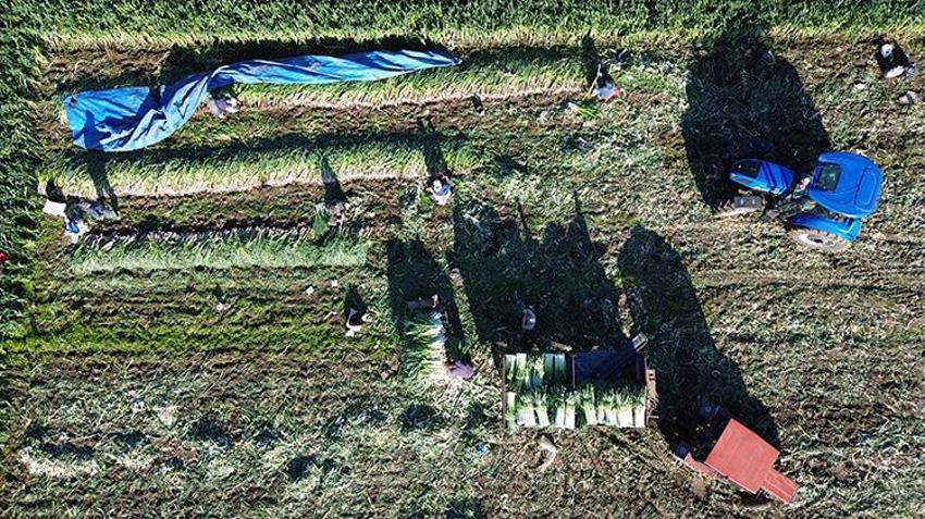 Bafra Ovası’nda hasat başladı, rekolte havasına bağlı: Soğuk gelirse 40 bin tona çıkacak!