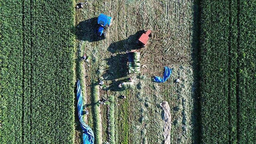 Bafra Ovası’nda hasat başladı, rekolte havasına bağlı: Soğuk gelirse 40 bin tona çıkacak!