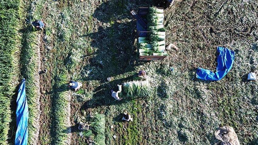 Bafra Ovası’nda hasat başladı, rekolte havasına bağlı: Soğuk gelirse 40 bin tona çıkacak!